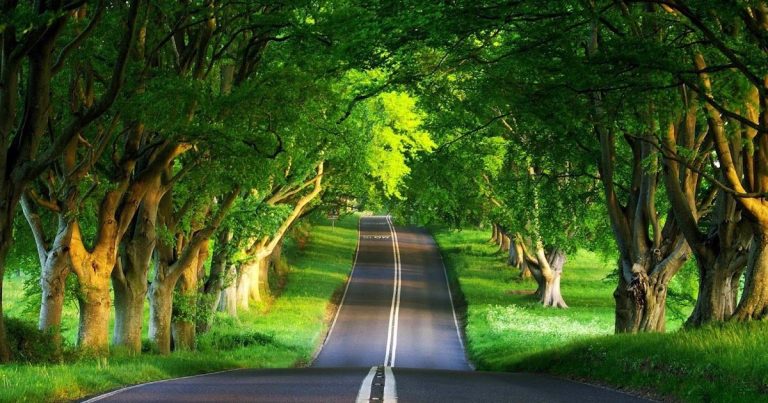 bg-green-tree